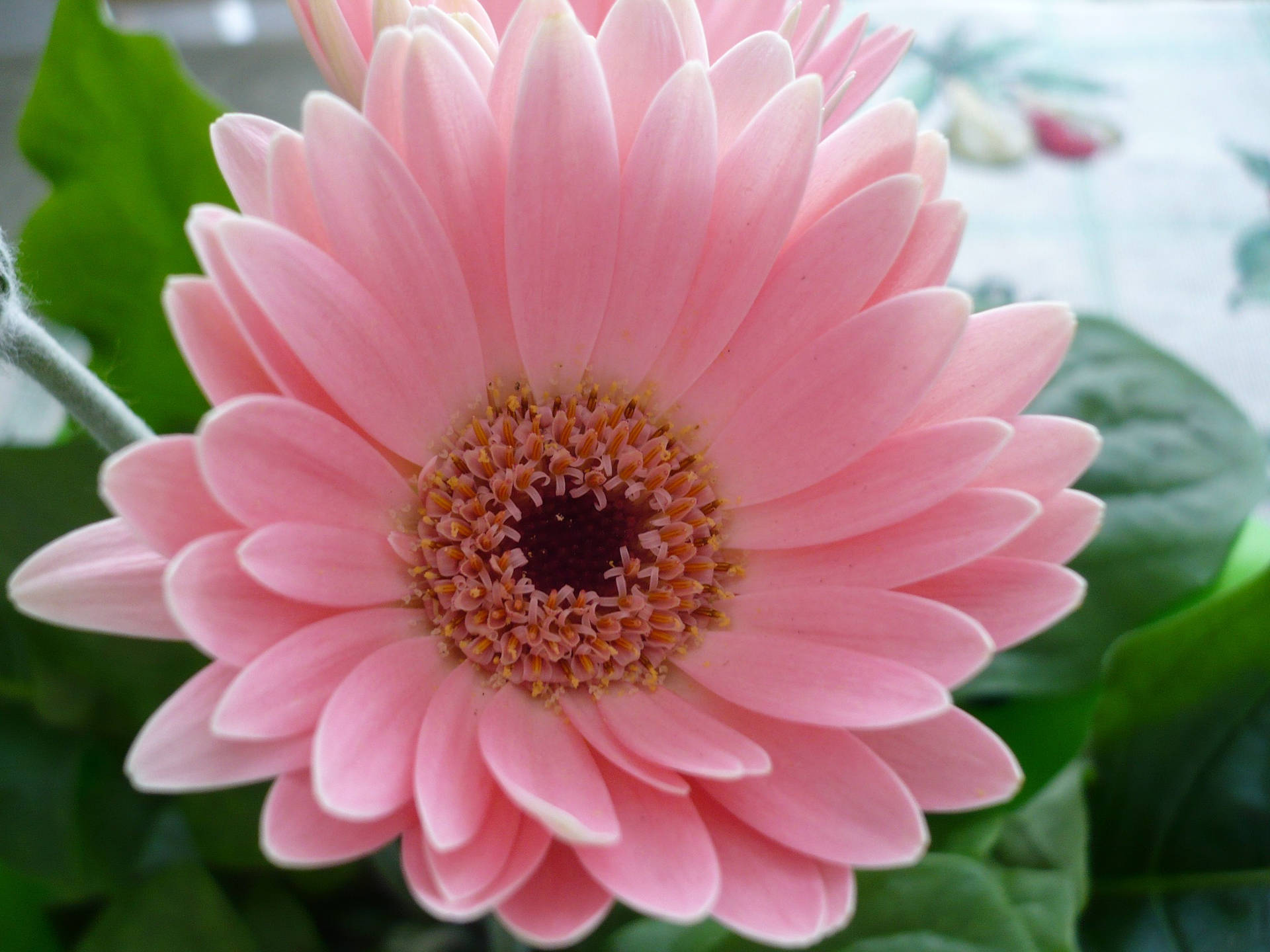 Cute Pink Flower Close-Up Image 