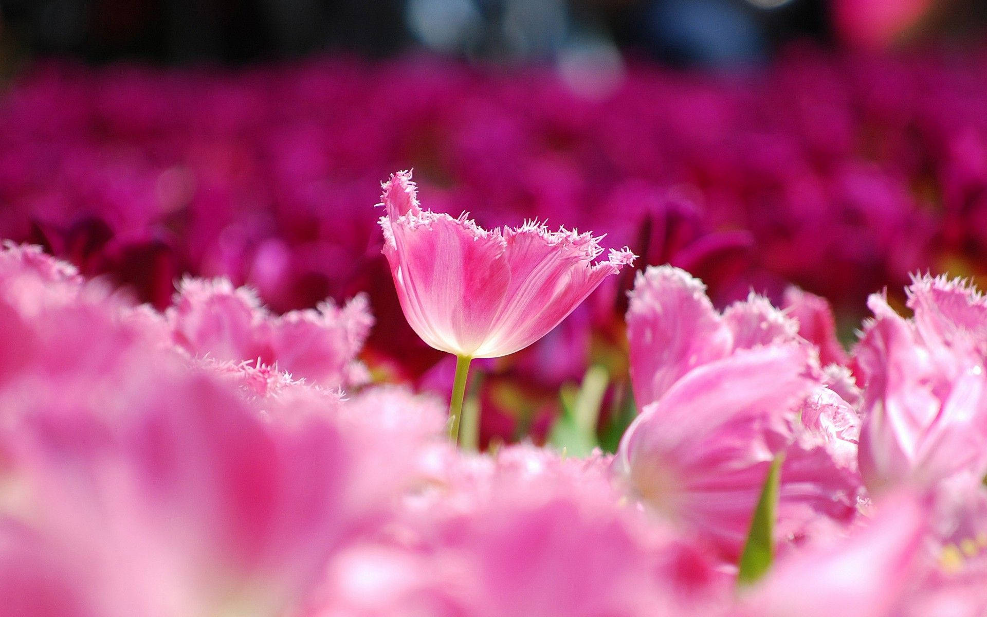 Lindojardín De Flores Rosadas De Tulipanes. Fondo de pantalla