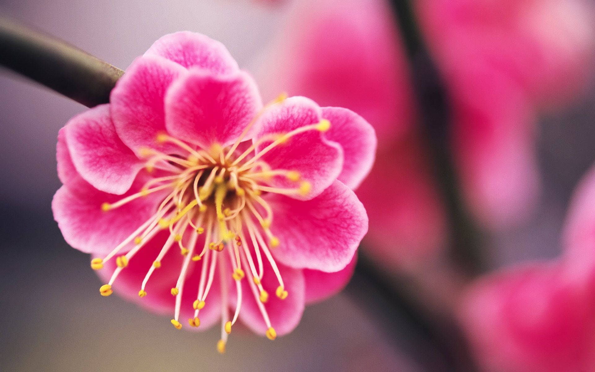 Cute Pink Flower Of Plum Tree