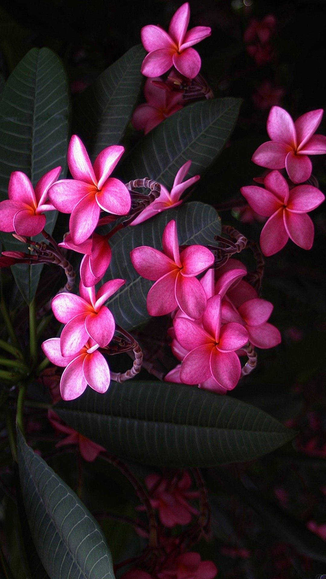 Cute Pink Flower Of Red Frangipani