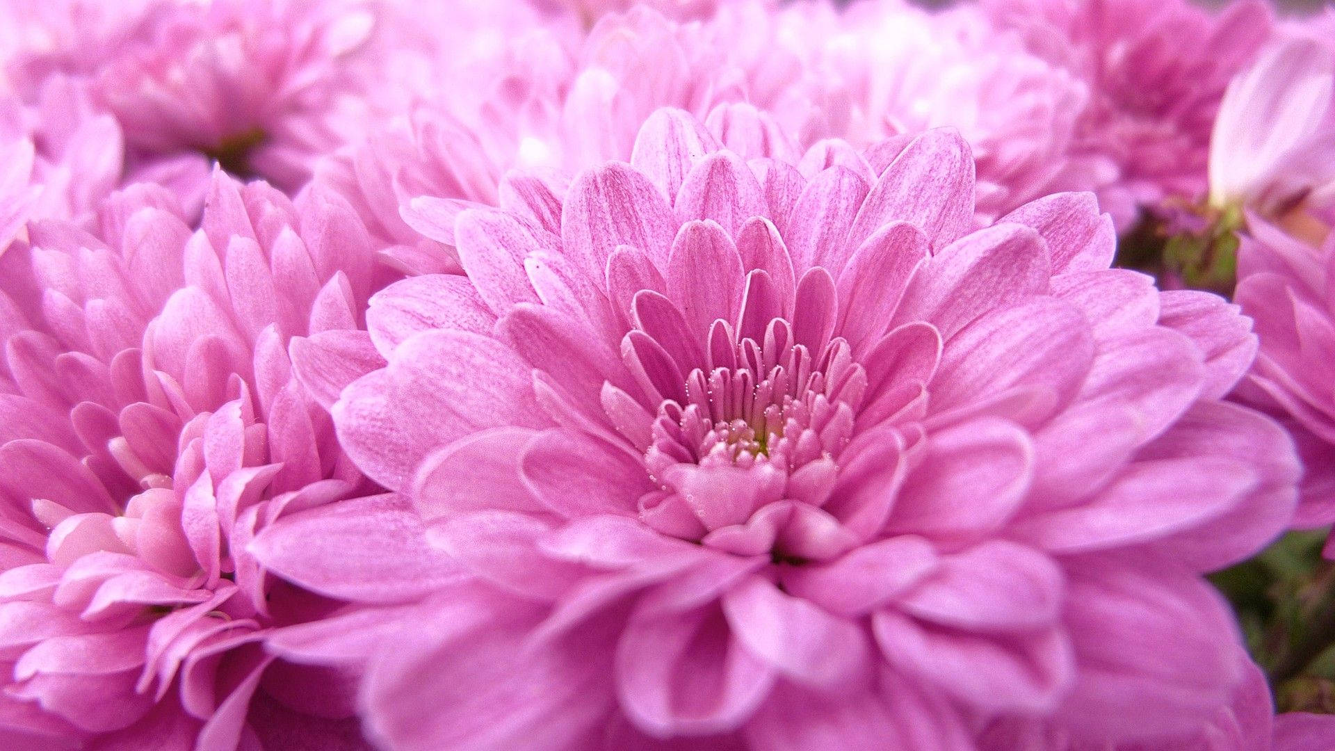 Cute Pink Flower Pieces Of Chrysanthemum