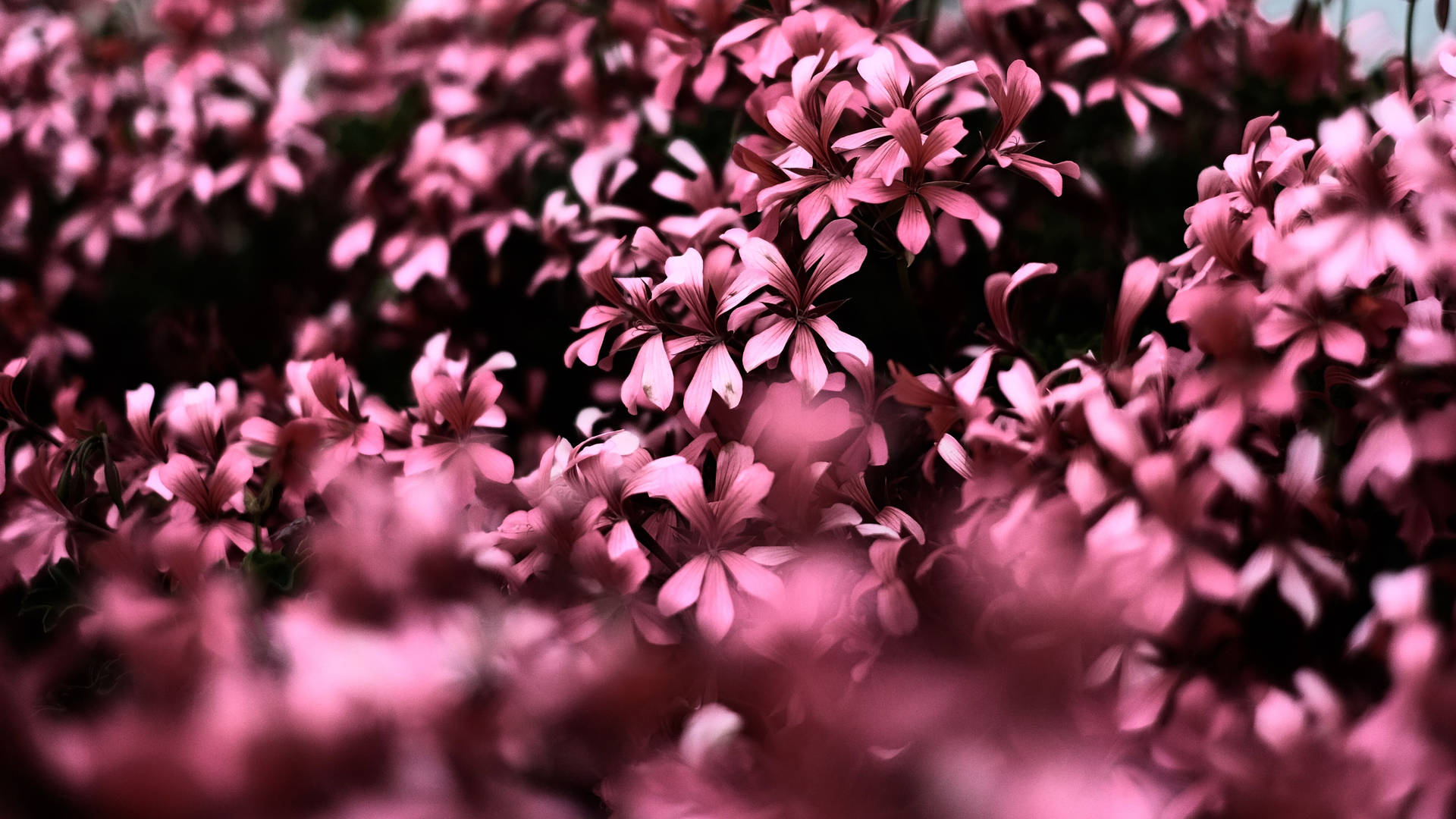 Wallpaper/ Papel De Parede Fofo Com Tema De Flores Em Cor-de-rosa Papel de Parede