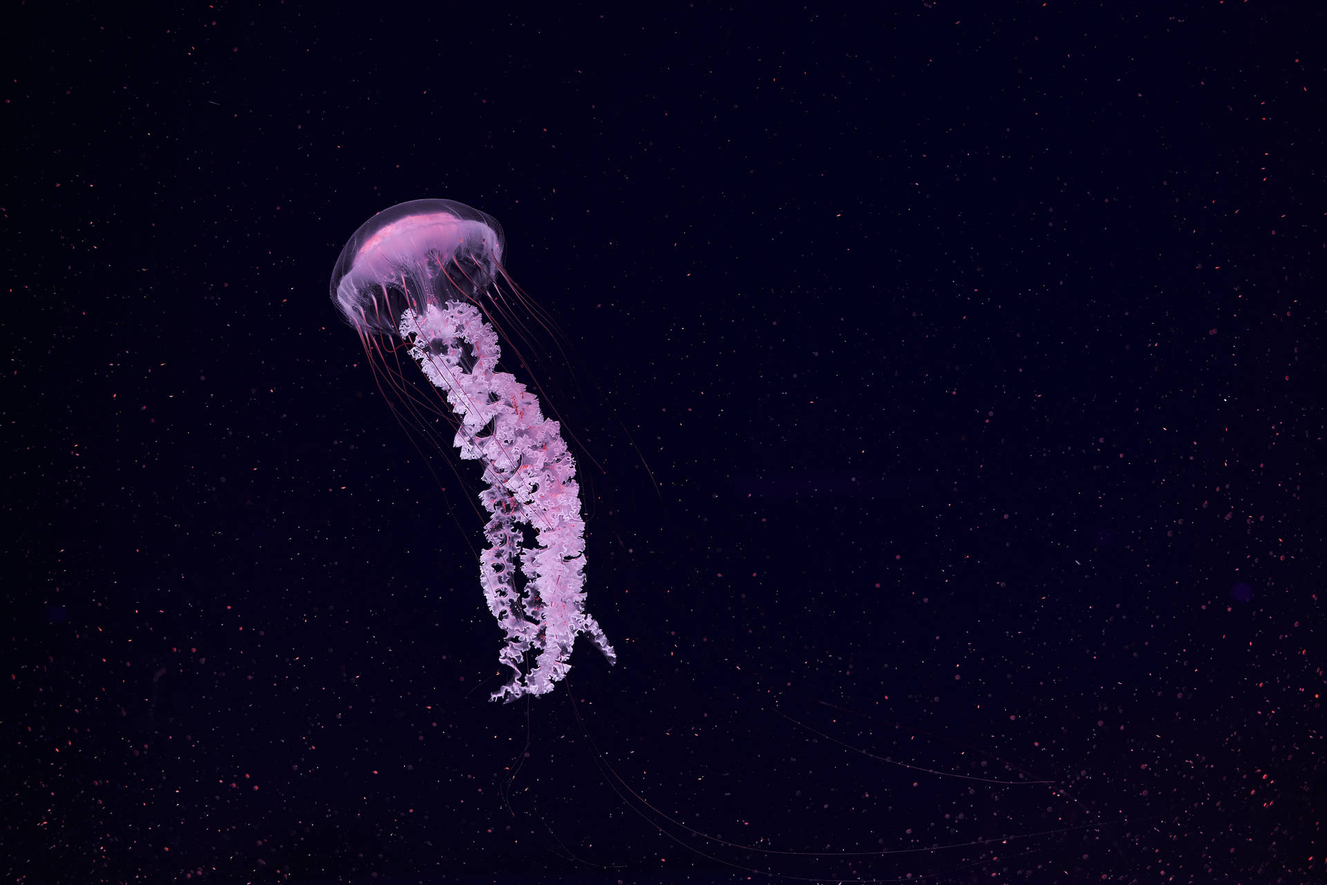Cute Pink Jellyfish Wallpaper
