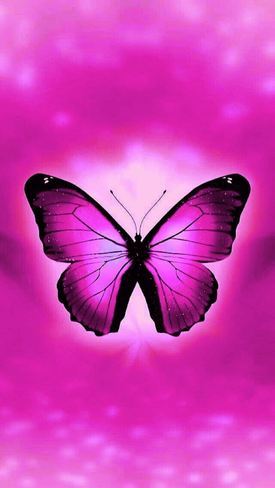 A Butterfly Is On A Pink Background Wallpaper