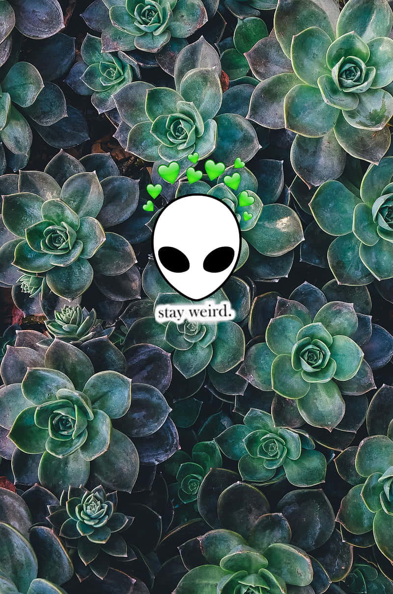 Cute Plant Alien On Succulents Wallpaper