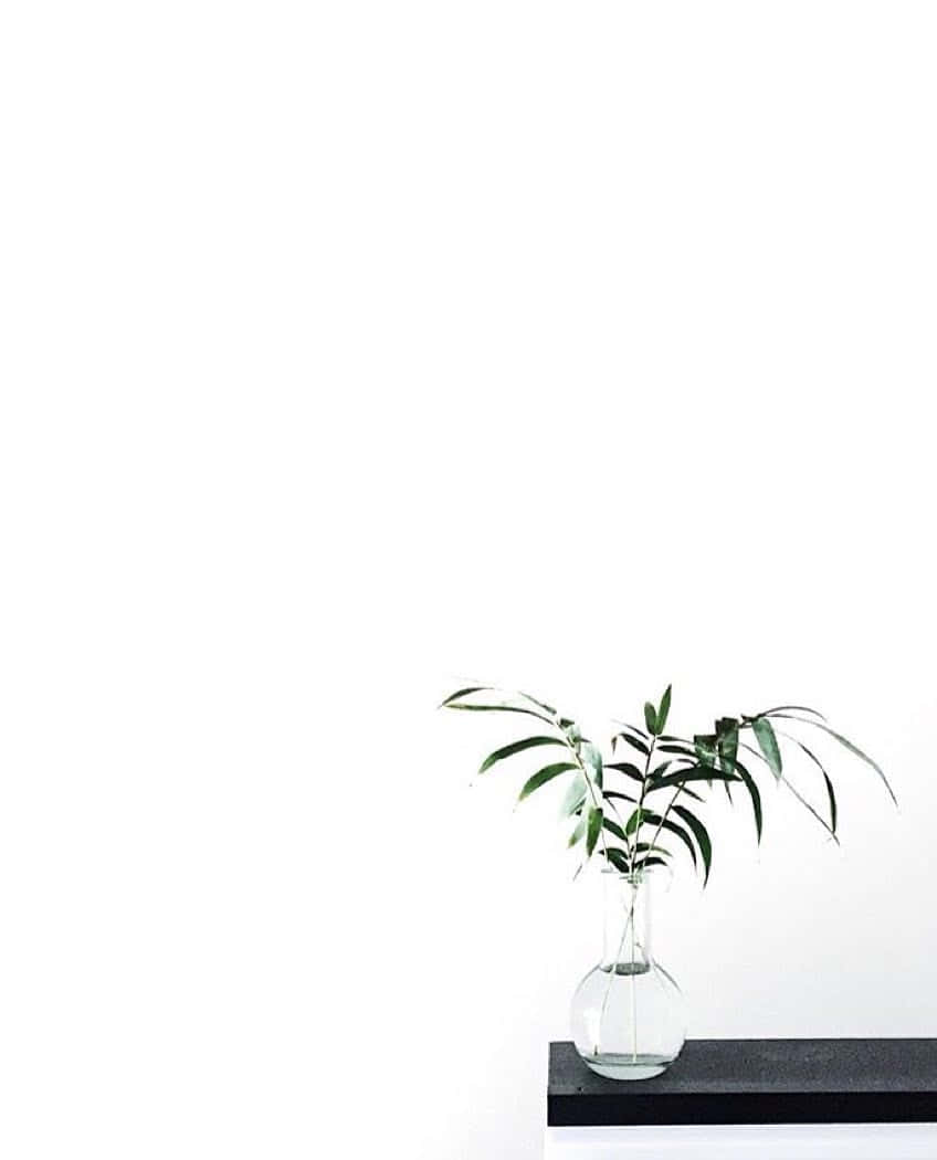 Cute Plant With Clear Vase Wallpaper