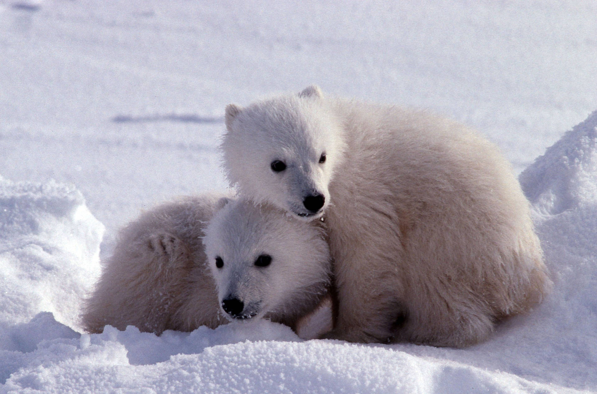 Cute Polar Bear Wallpaper