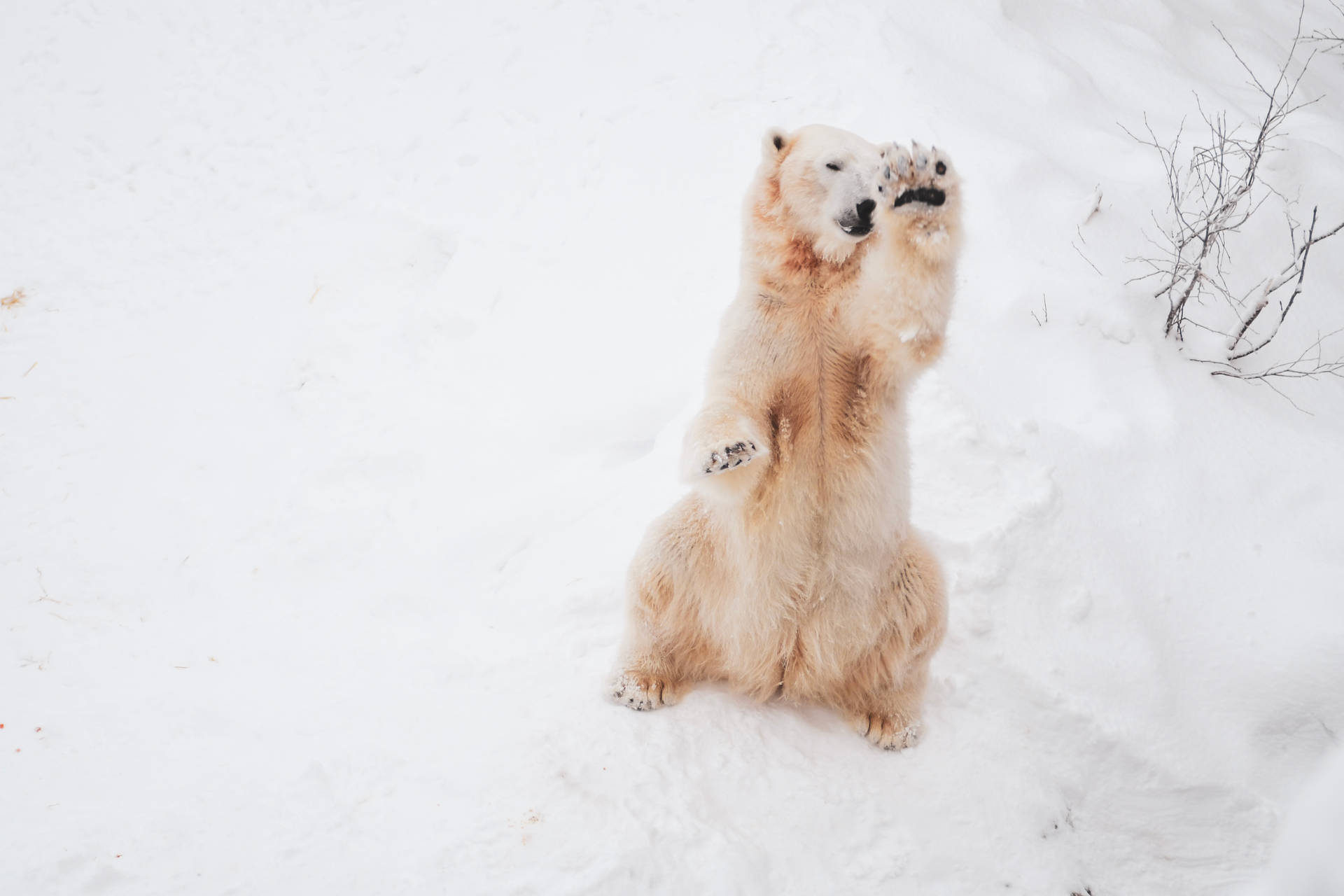 Cute Polar Bear In Snow