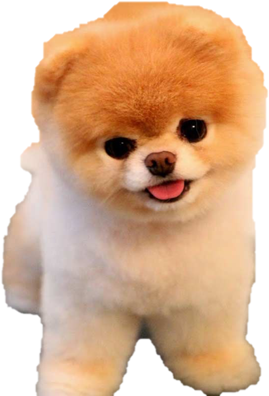 Cute Pomeranian Dog Boo PNG
