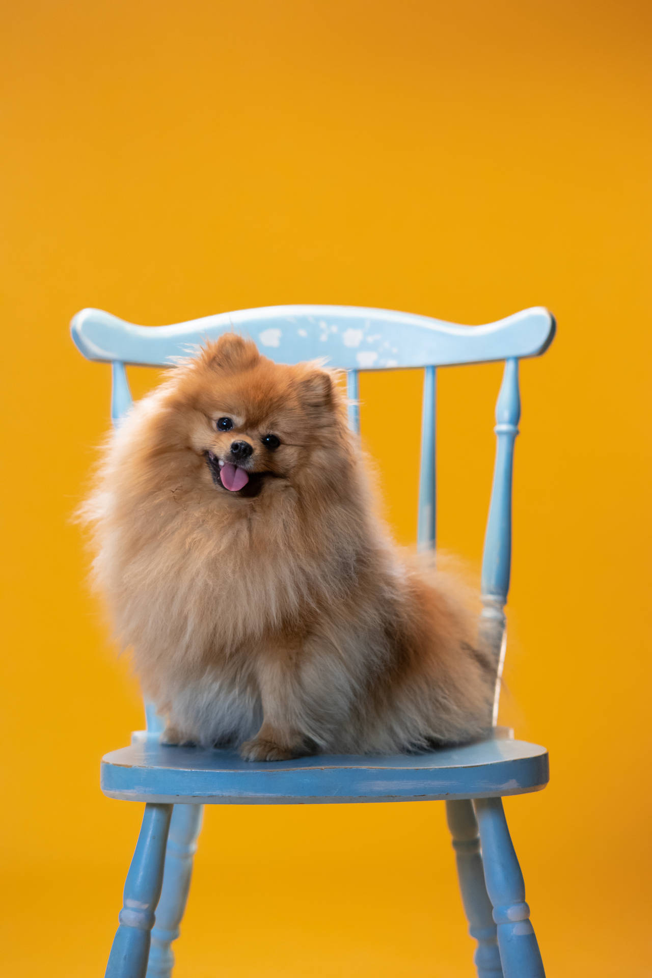 Cute Pomeranian On Blue Chair Wallpaper