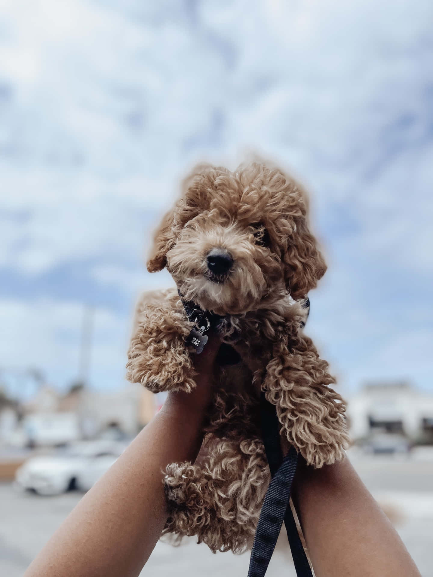 Cute Poodle Puppy Held Against Sky Wallpaper