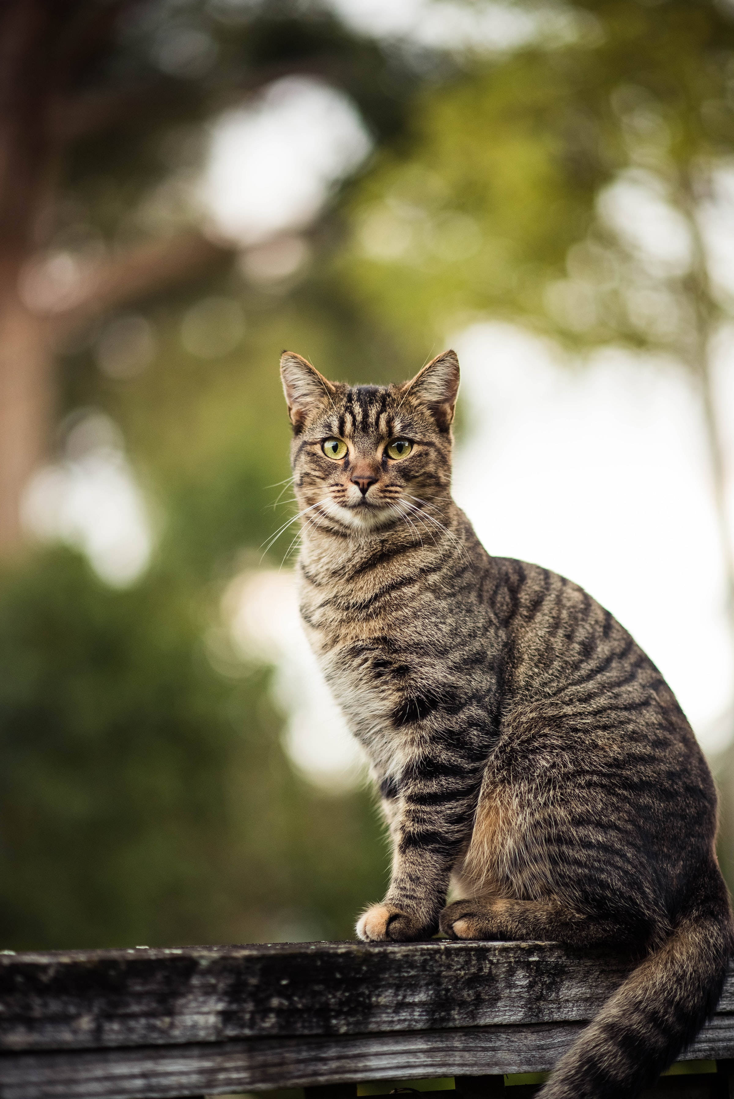 Cute Posing Tabby Cat PFP Wallpaper