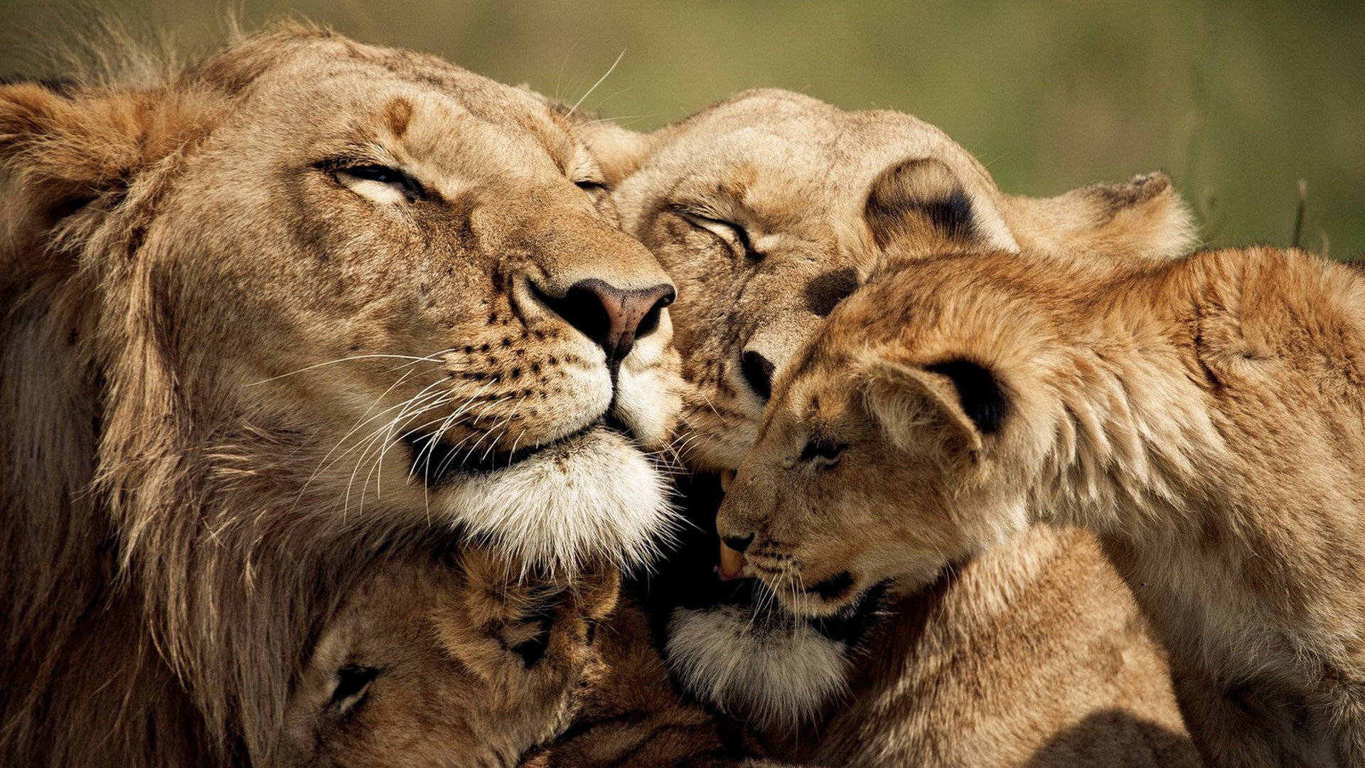 Lions And Cubs In The Wild Wallpaper