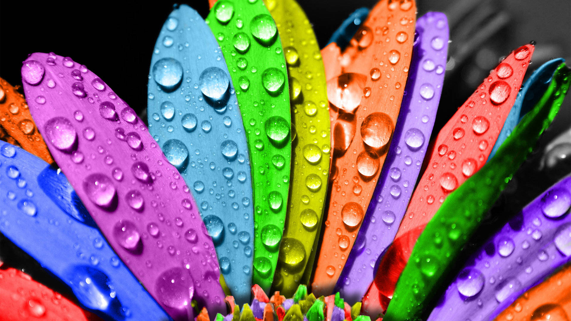 A Flower With Water Droplets Wallpaper