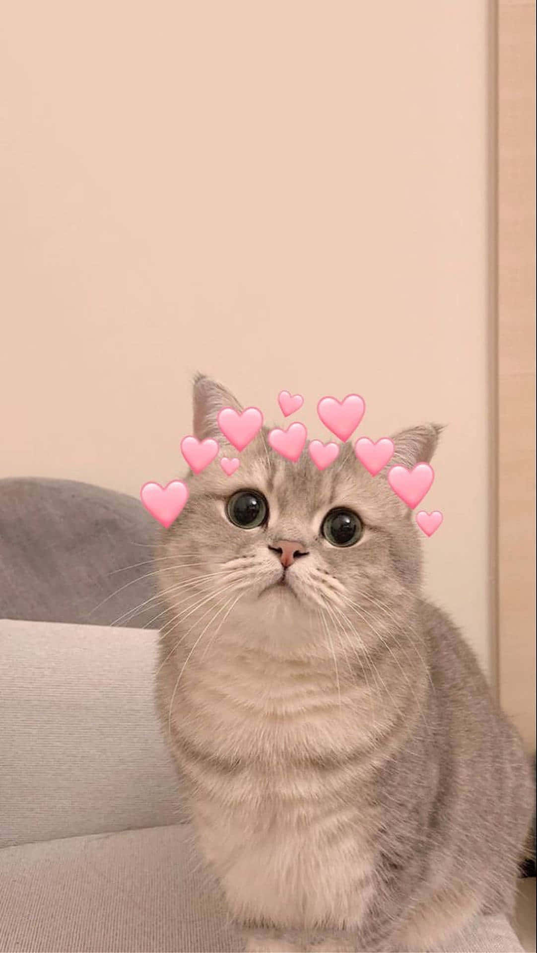 Cute Profile Cat Heart Emojis Pictures