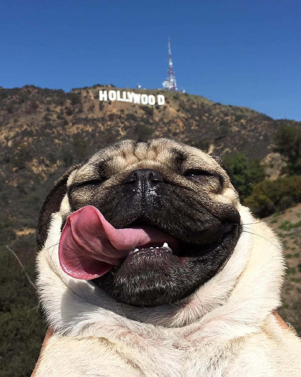 Cute Pug And The Hollywood Sign Wallpaper