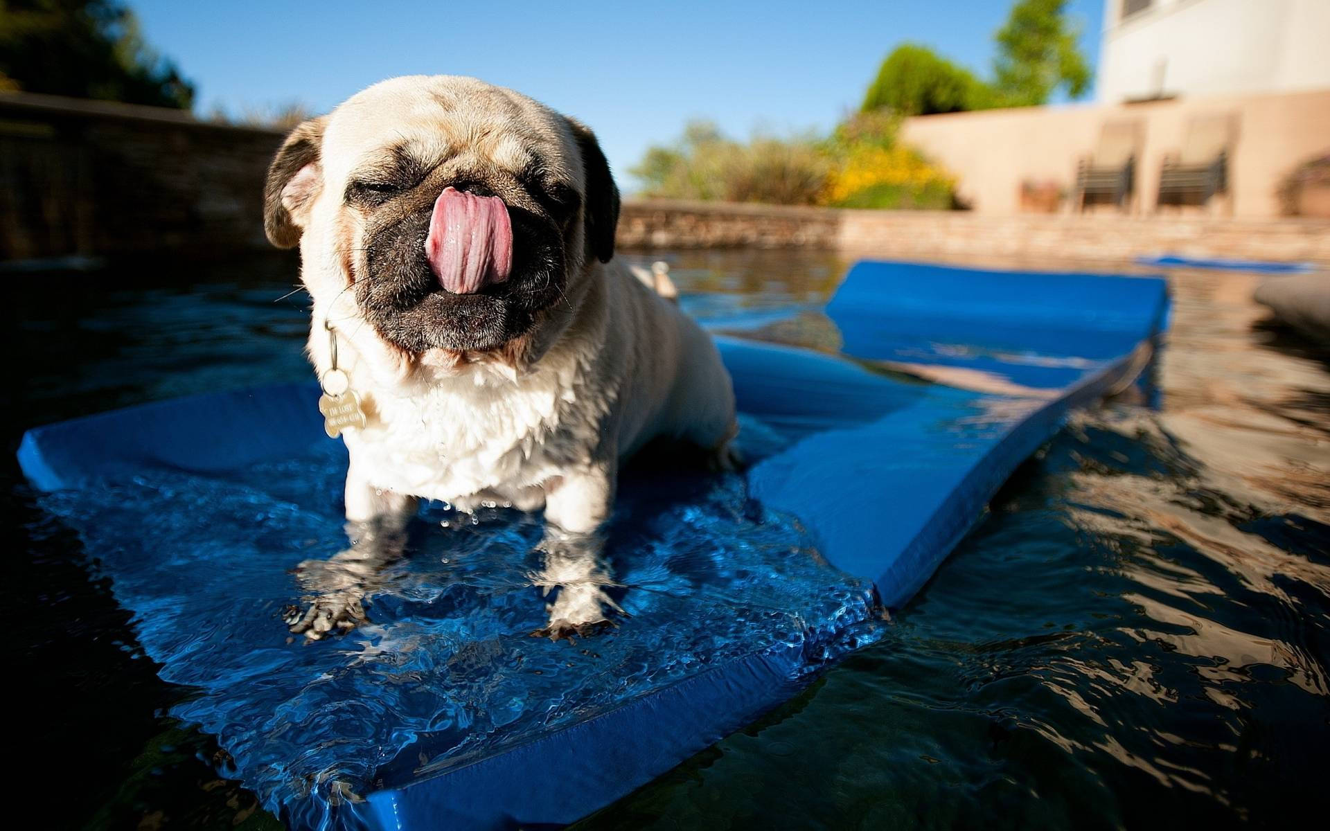 Cute Pug Animal Swimming