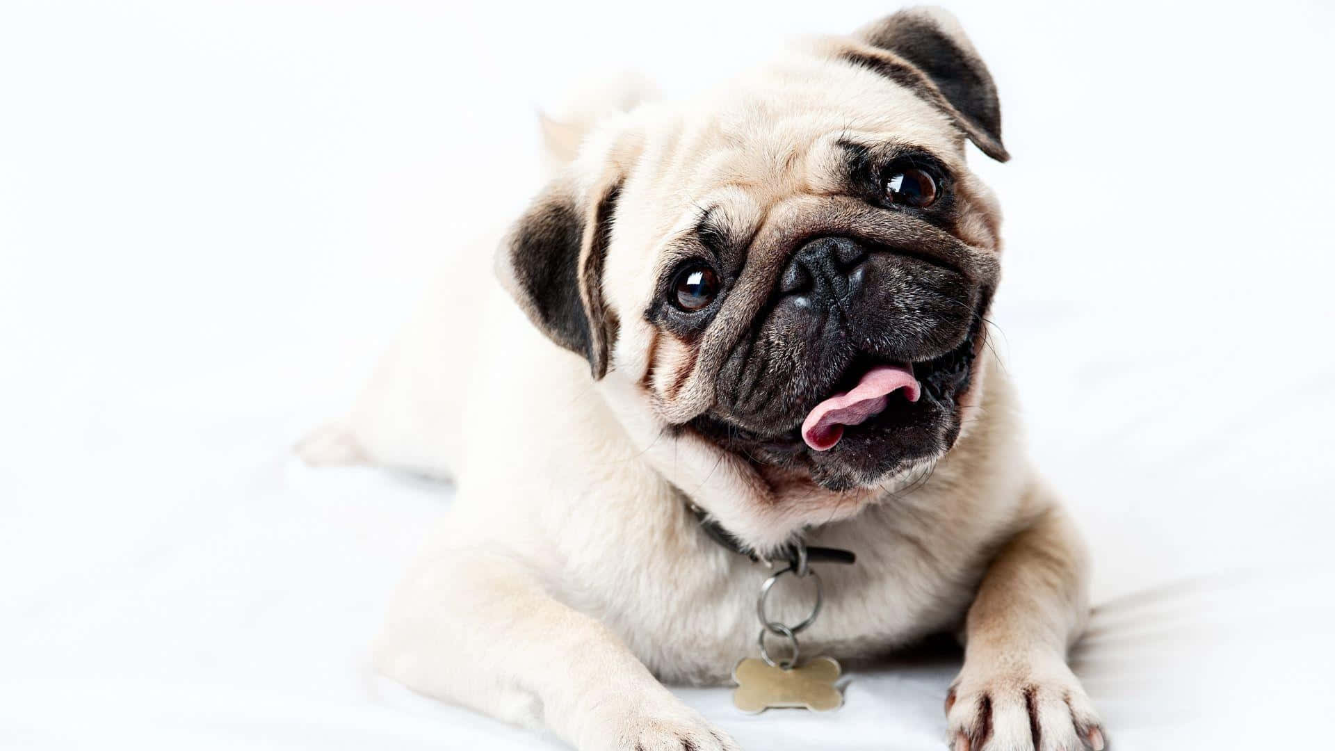 Cute Pug Dog Photoshoot Wallpaper