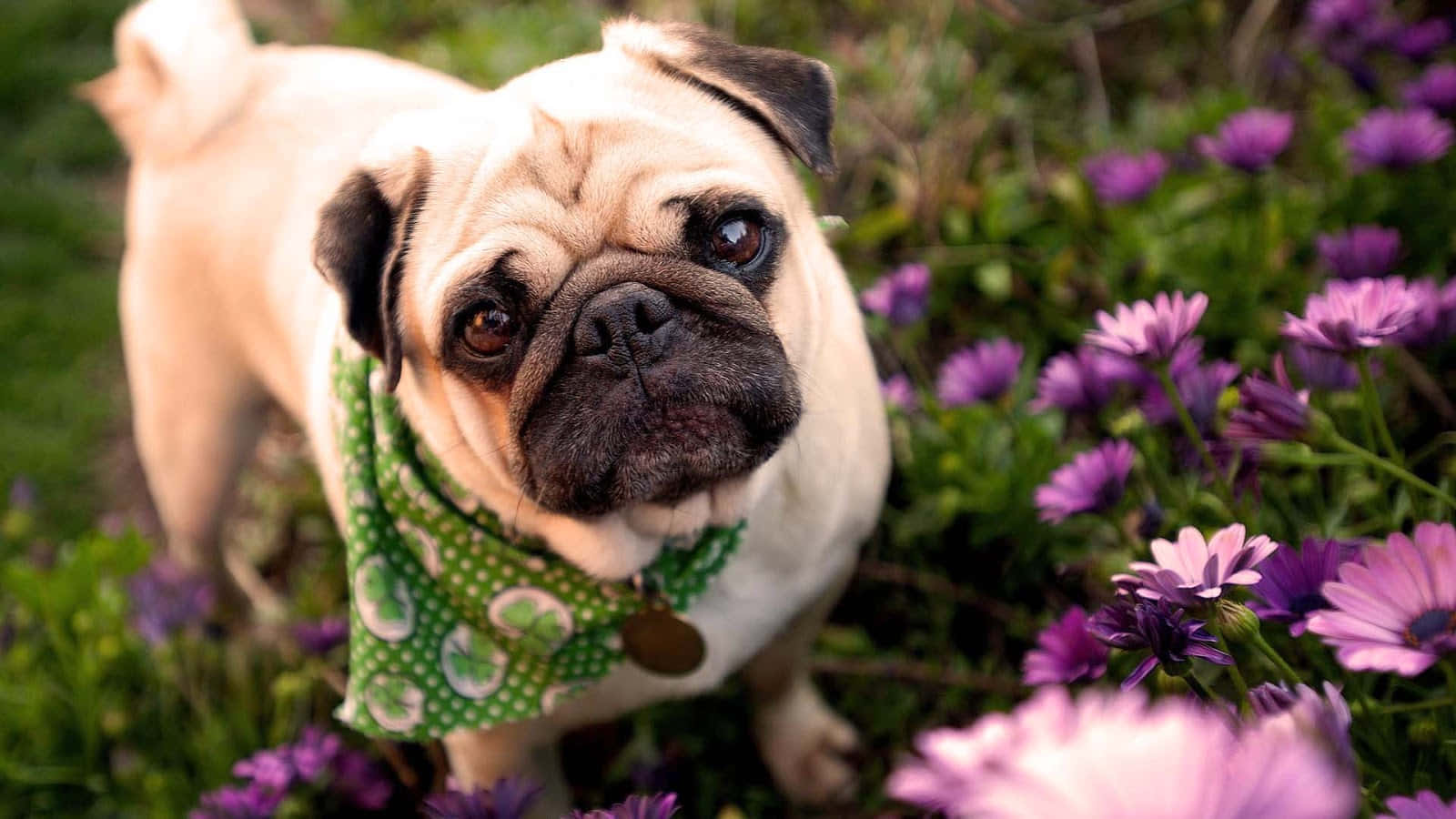Cute Pug On A Flower Field Wallpaper