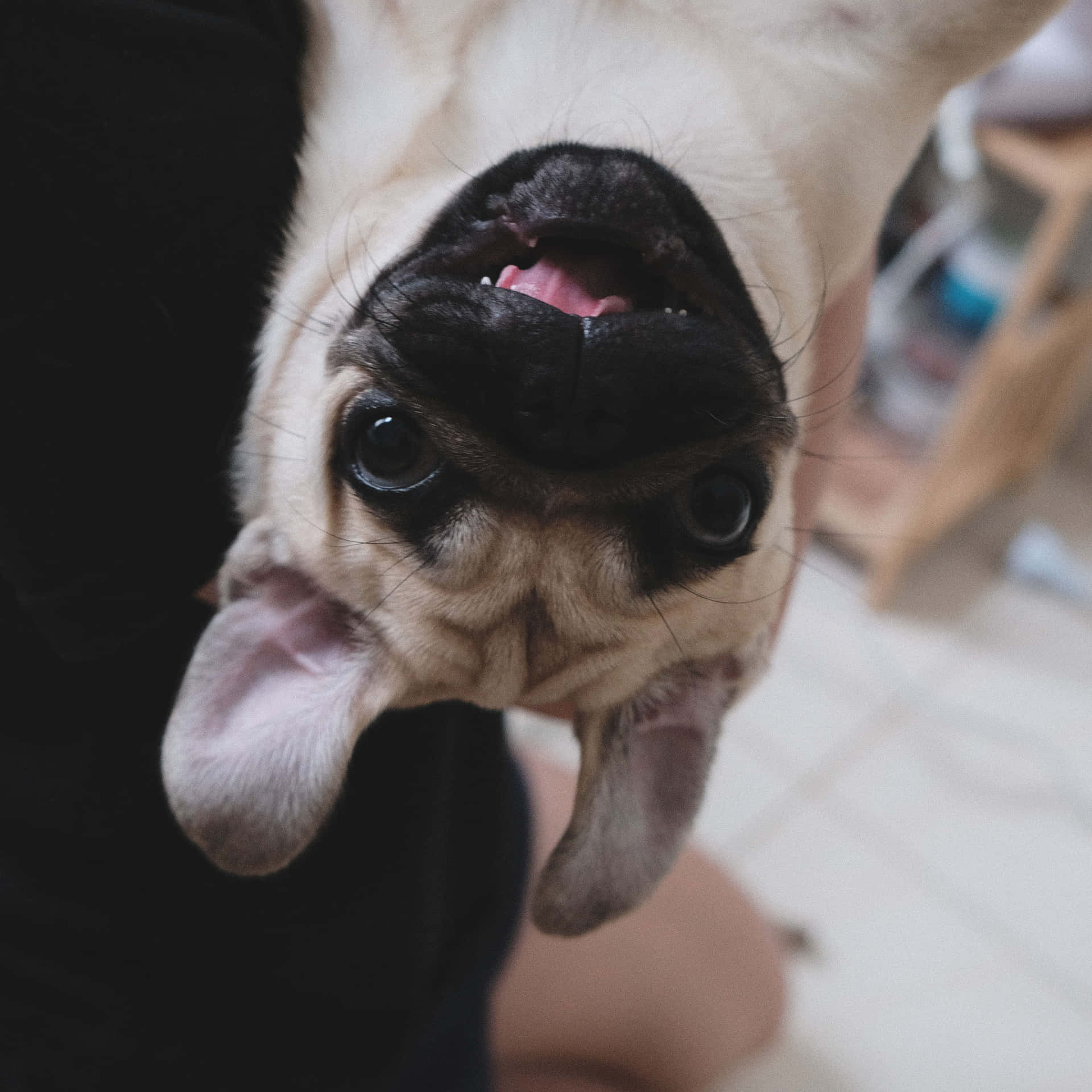 Cute Pug Photographed Upside Down Wallpaper