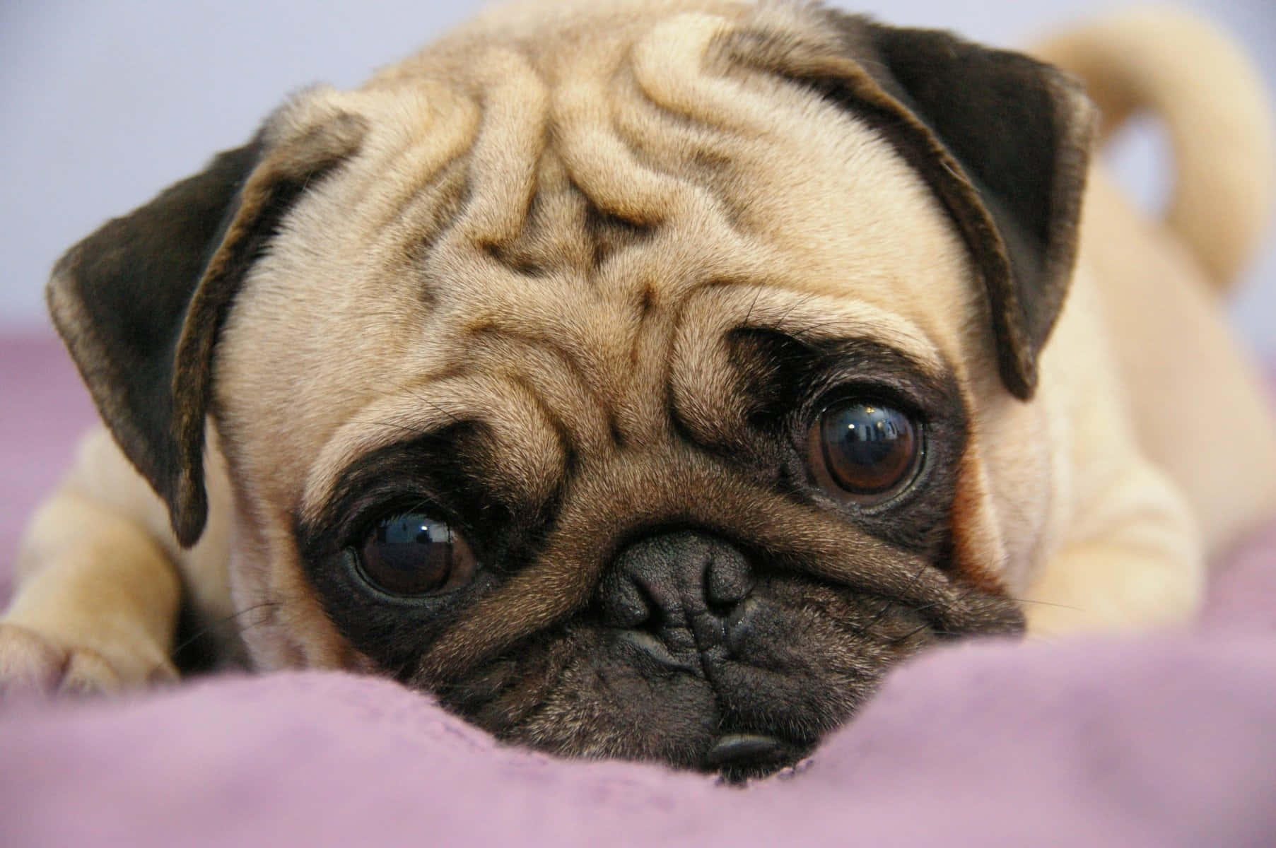 Cute Pug Close-Up Picture