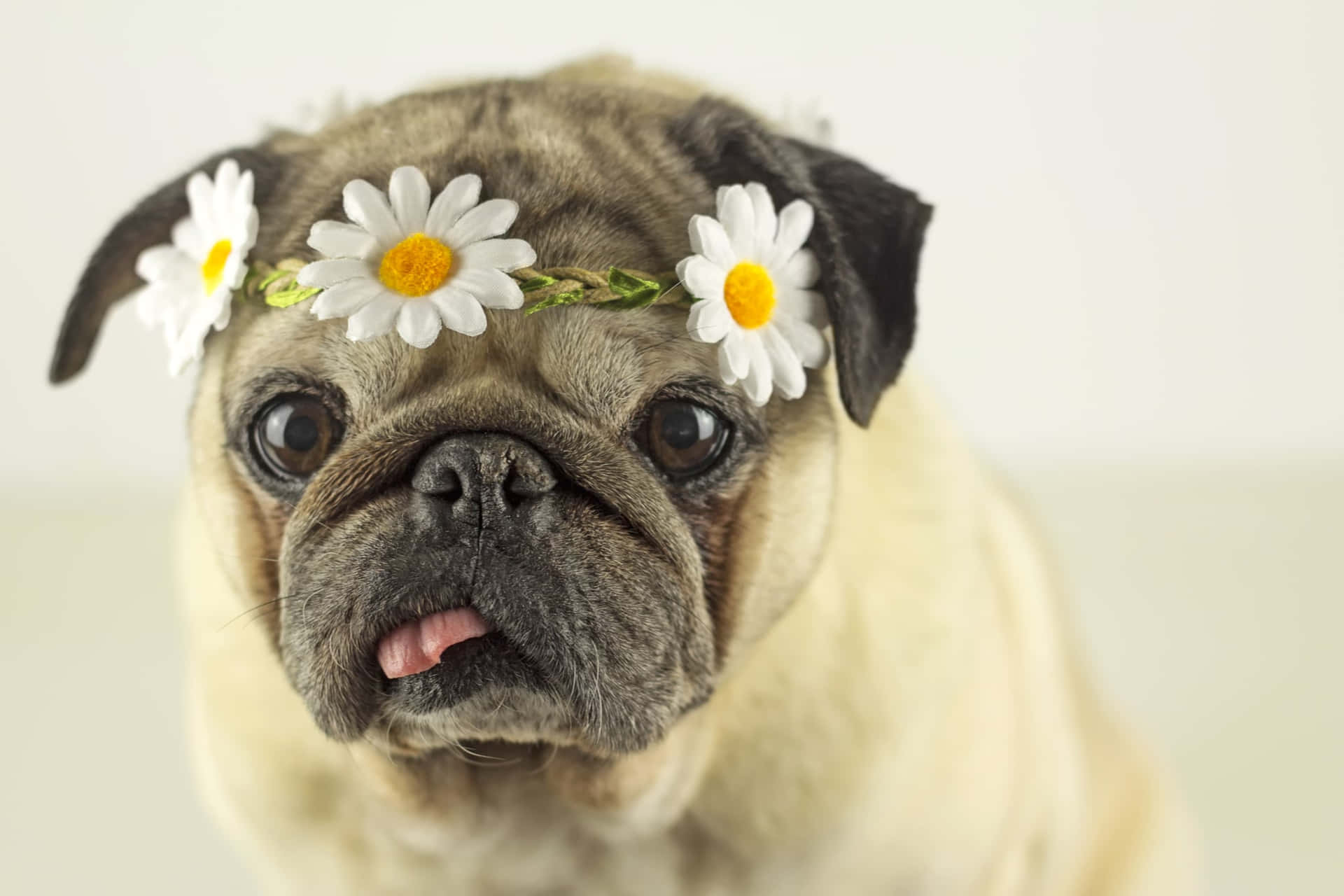 Pug Pictures