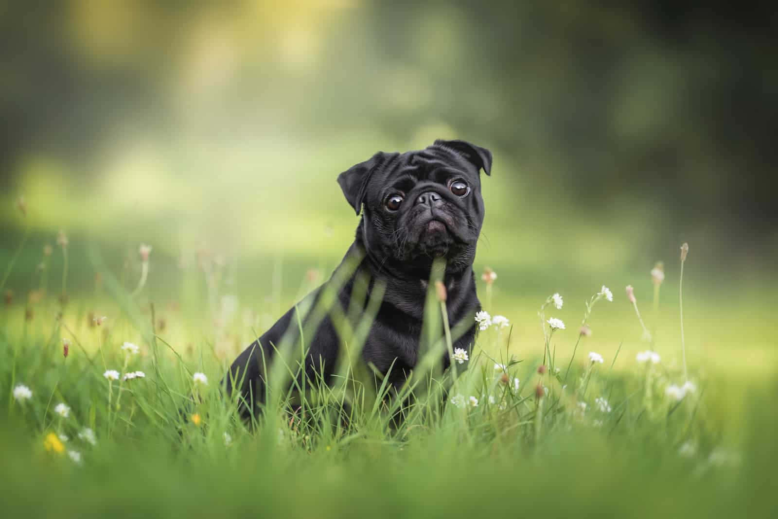Cute Black Pug Picture
