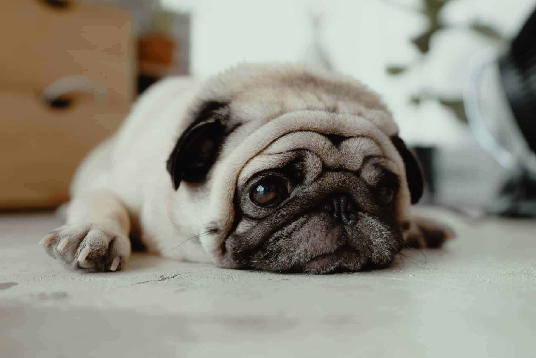 Cute Pug Resting Picture