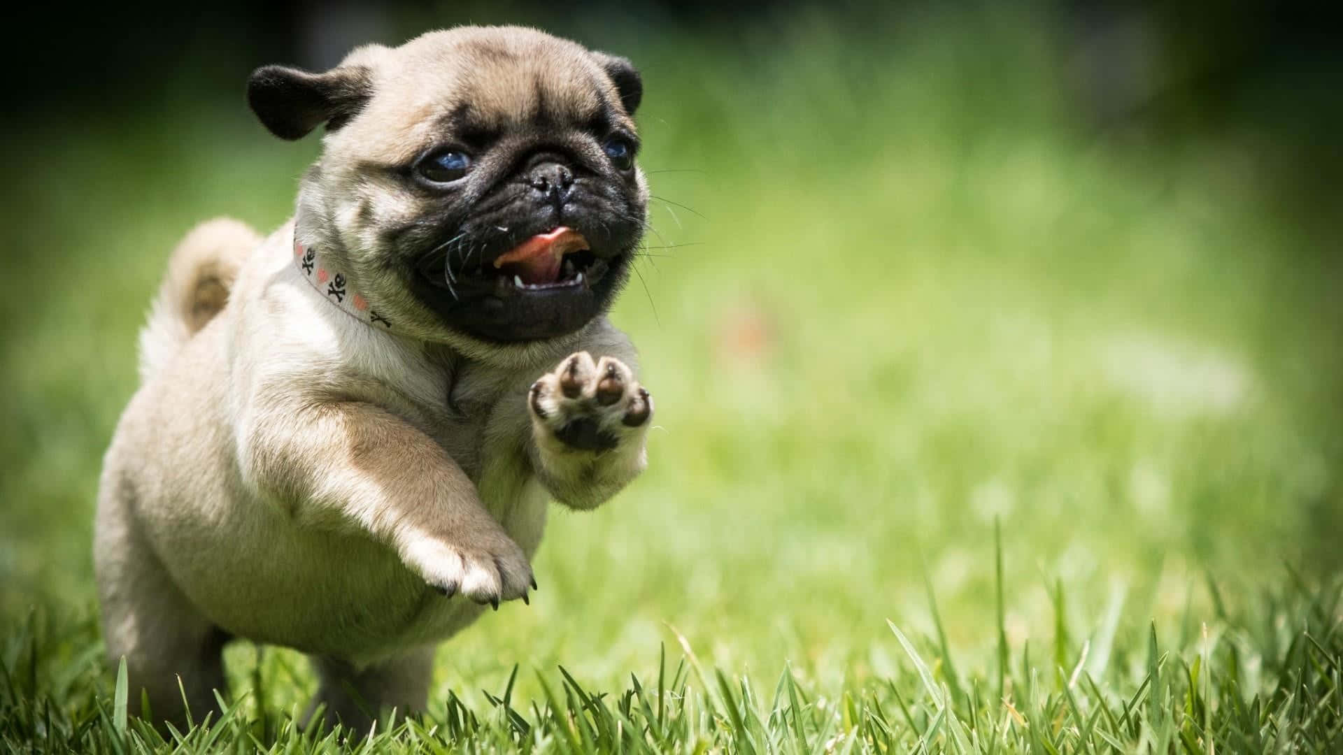 Cute Pug Jumping Picture