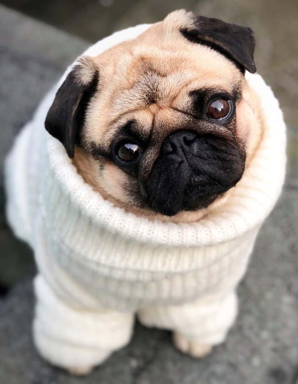 Cute Pug Wearing Knitted Cloth Picture