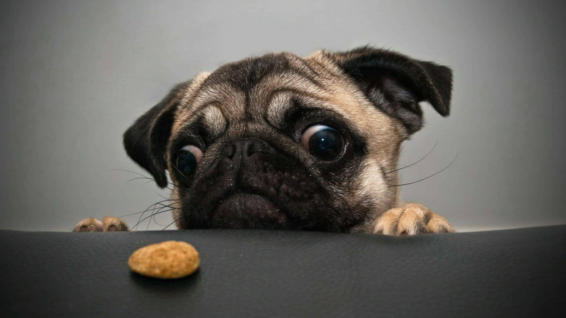 Cute Pug Staring At The Leftover Food Picture