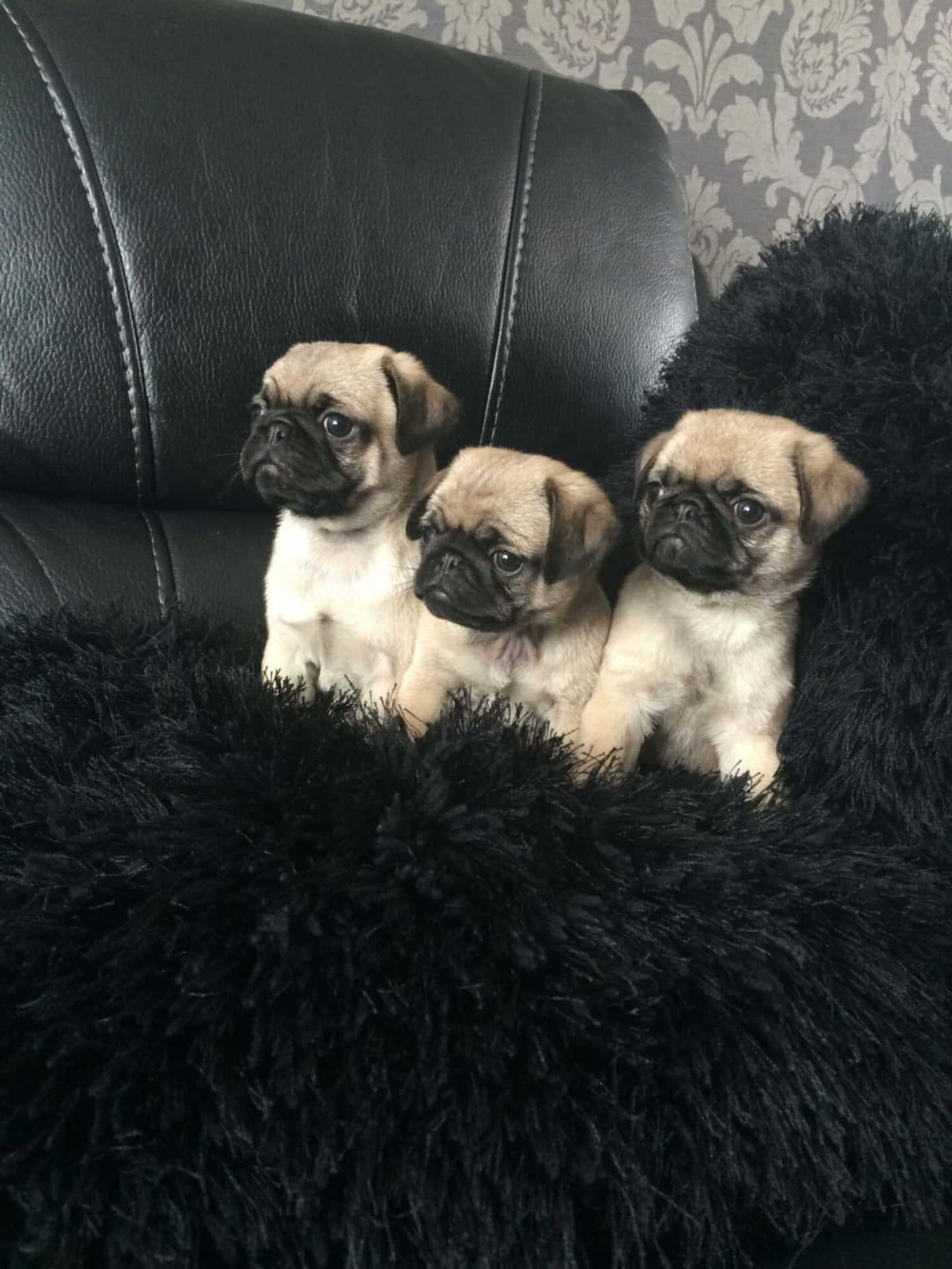 Cute Pug Puppies Picture