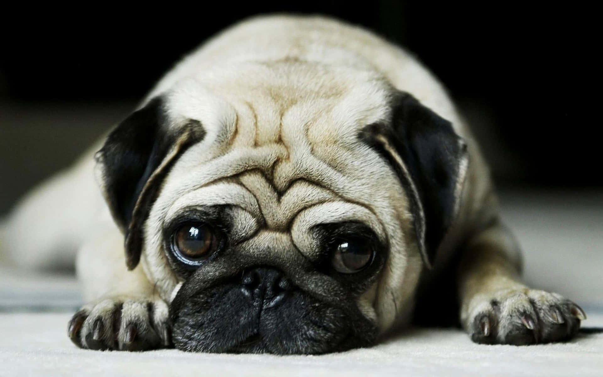 Cute And Kind Pug Picture