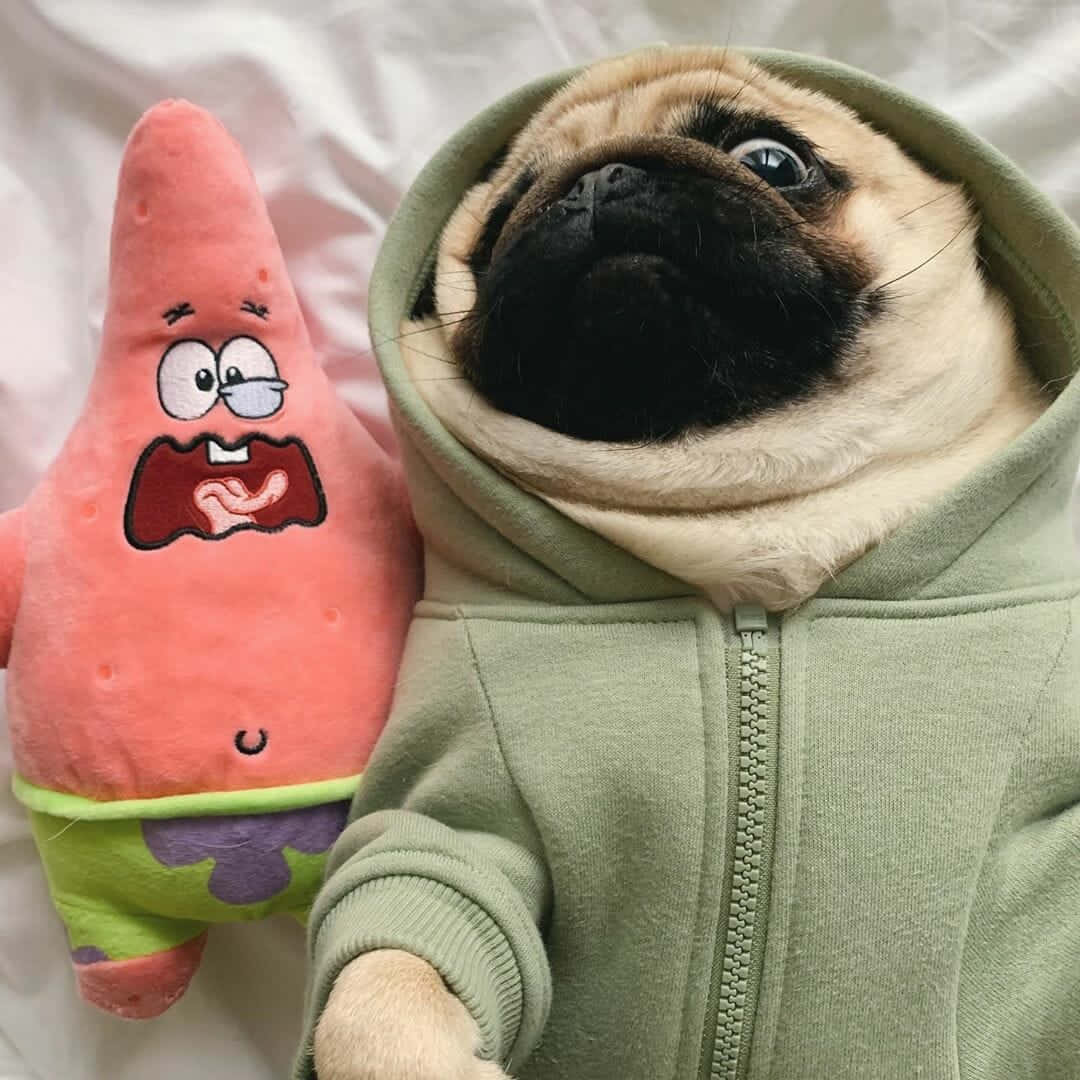 Cute Pug With Patrick Picture