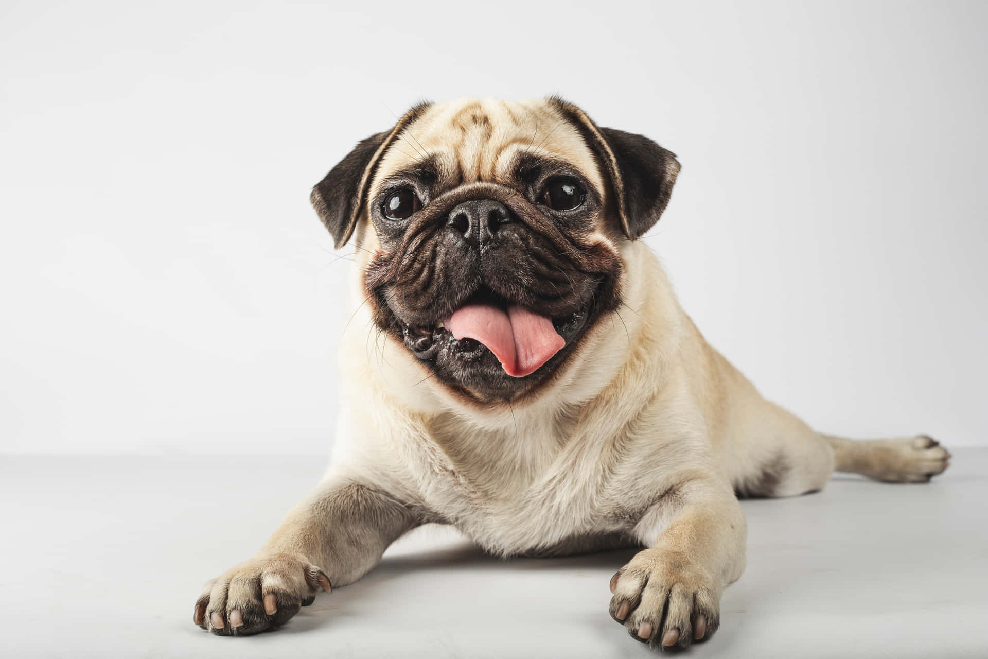 Cute Pug Tongue Out Picture