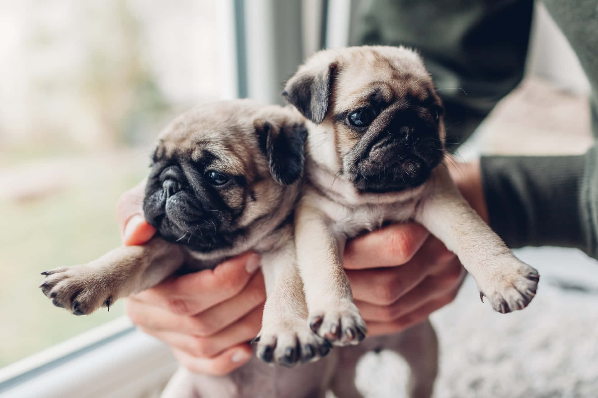 Two Cute Pug Puppies Picture