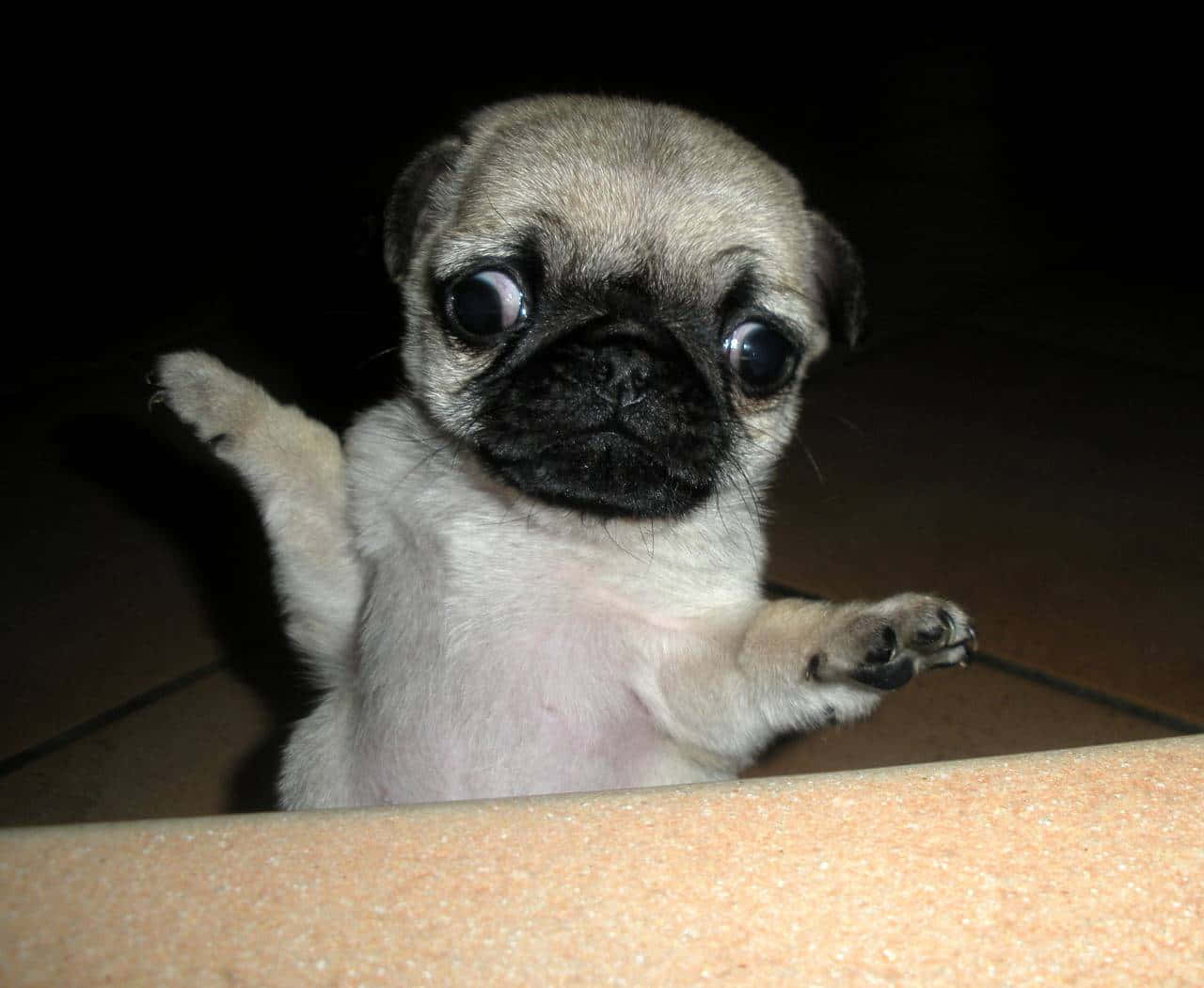 Cute Scared Pug Picture
