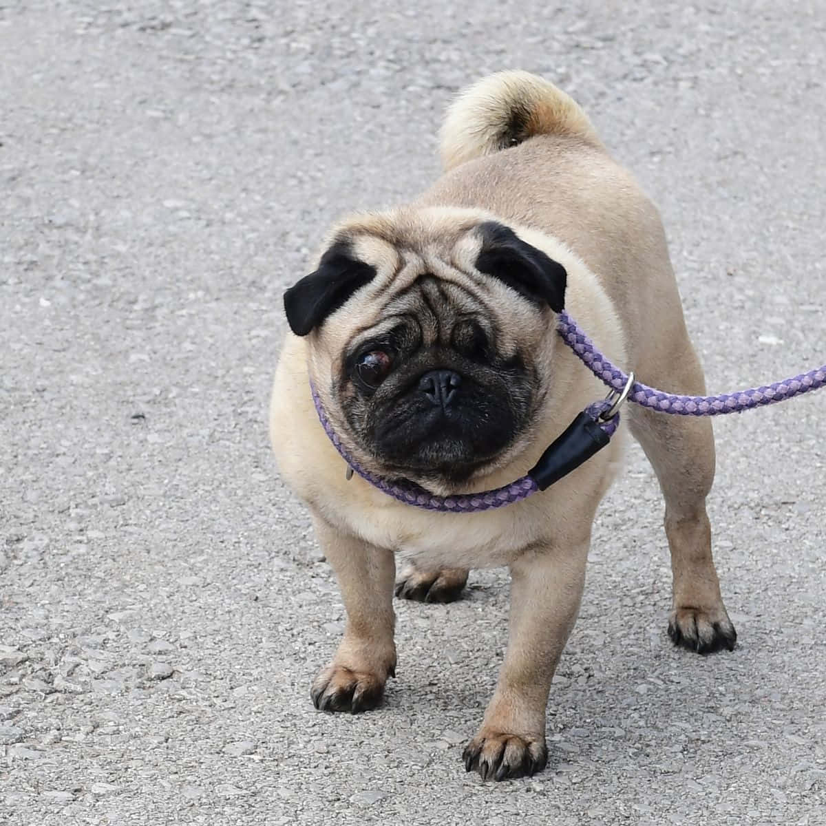 Cute Pug With A Leash Picture