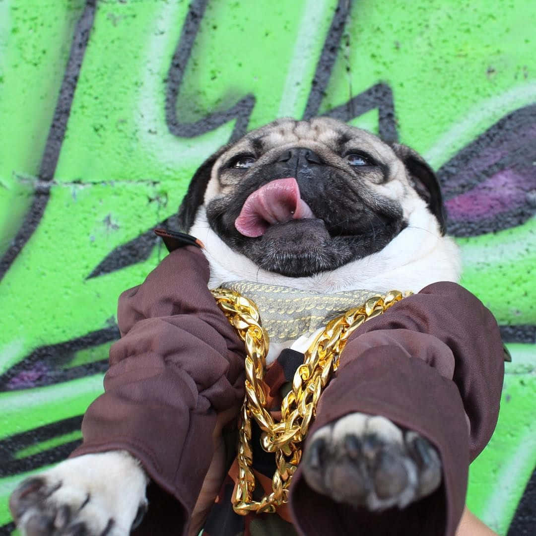 Cute Pug Cool Outfit Picture