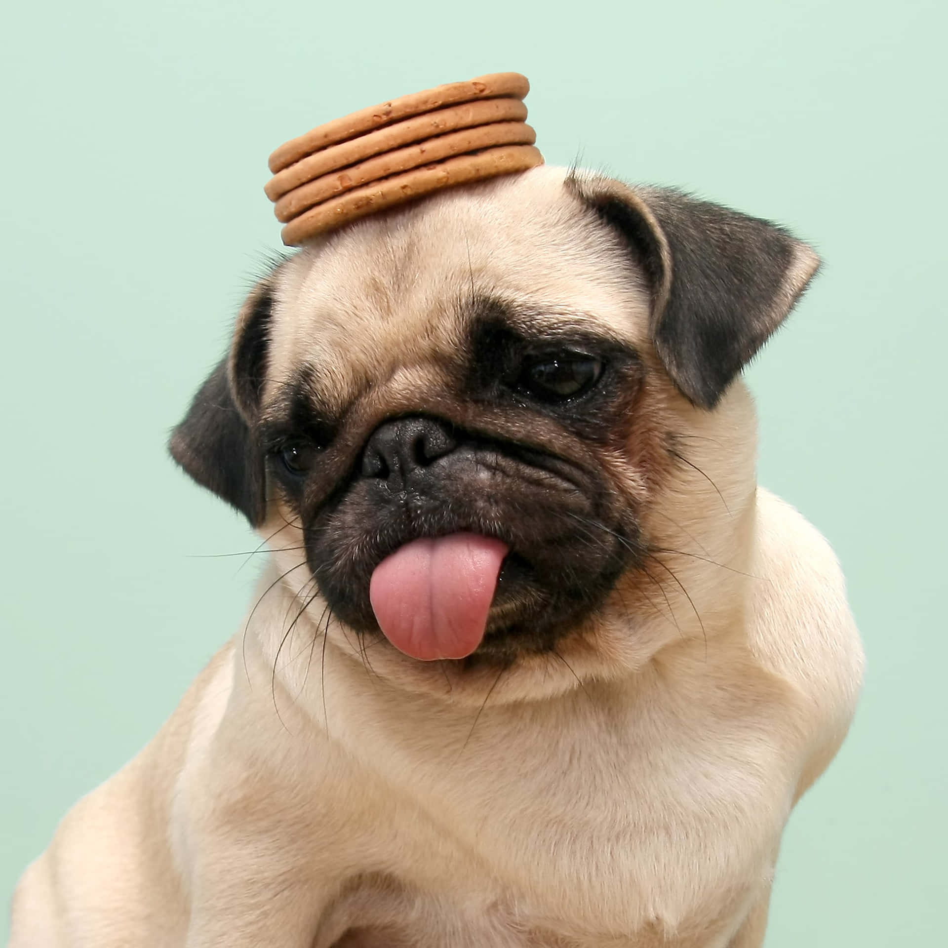 Cute Pug With Cookies Over His Head Picture