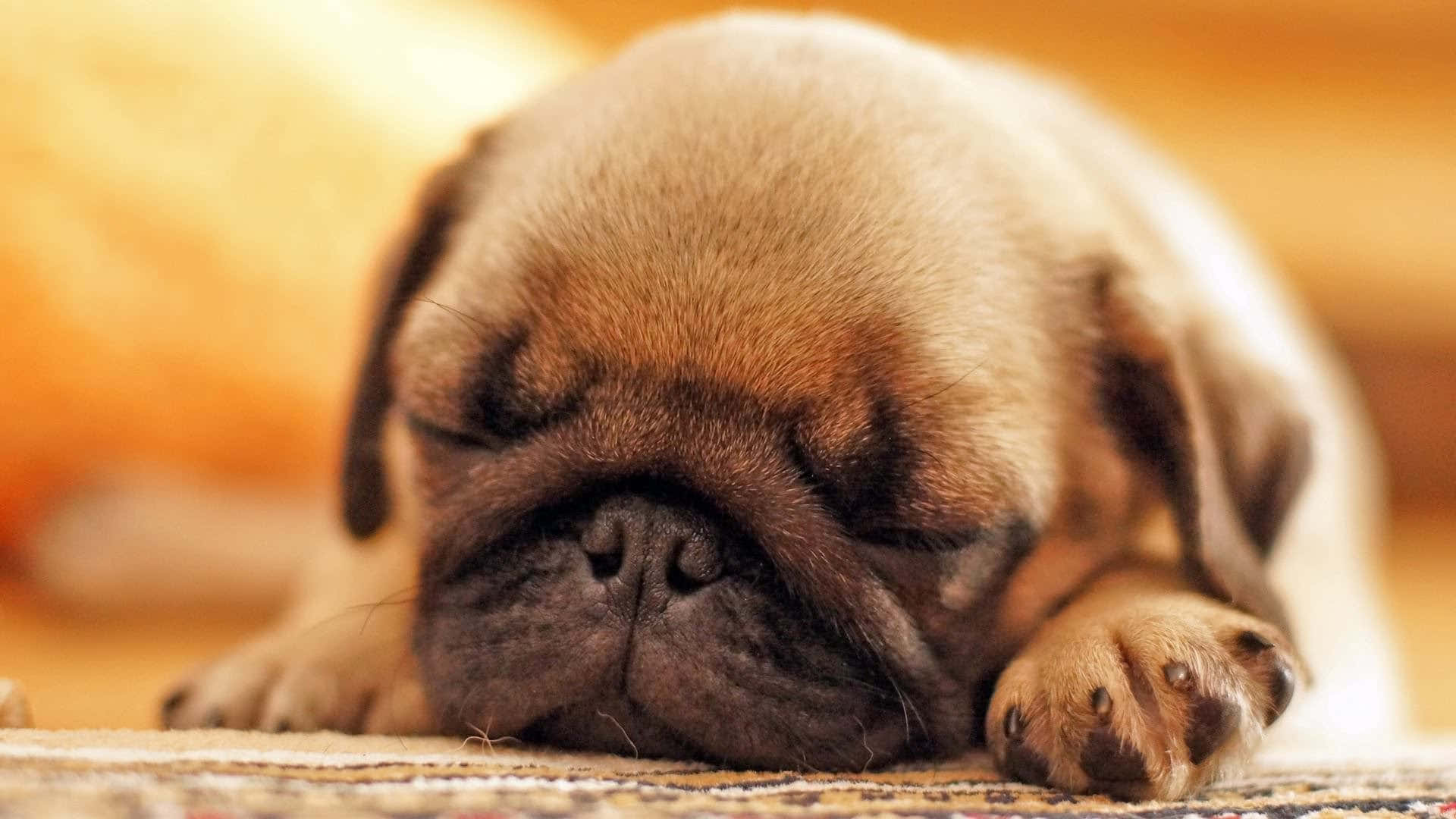 Adorabileimmagine Di Un Cucciolo Di Carlino Che Dorme