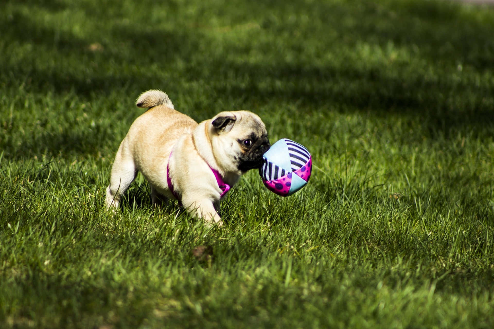 Carinaimmagine Di Un Pug Che Gioca Con Una Palla.