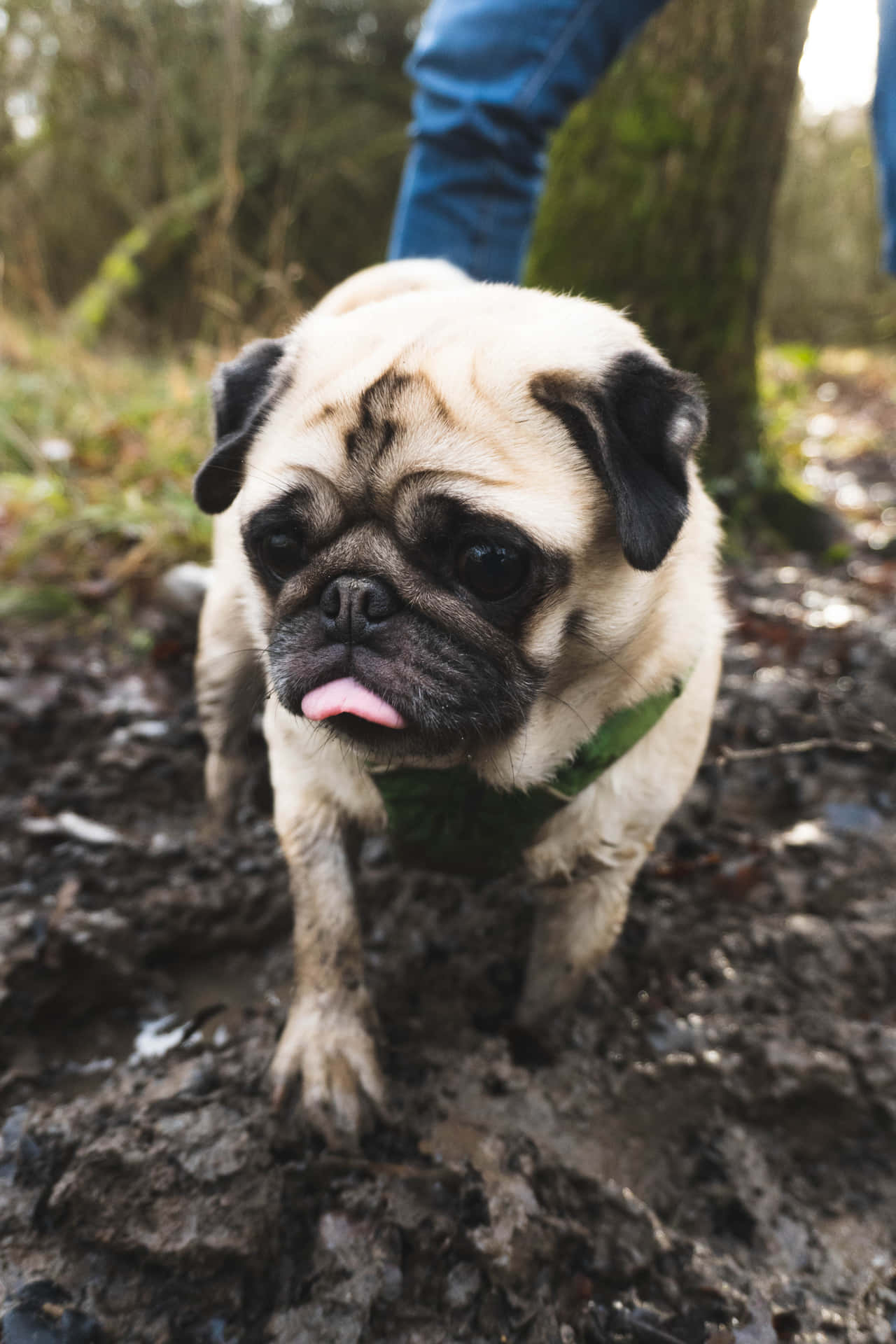 Cute Pug Walking On Mud Picture