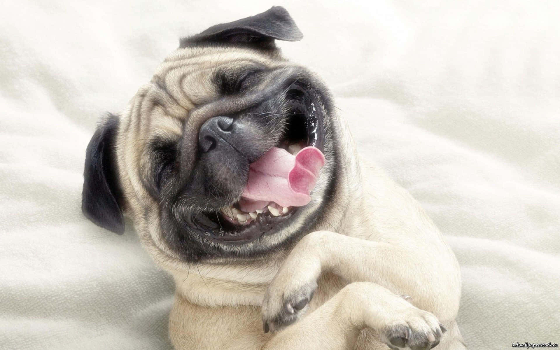 Cute Pug Hilarious Smile Picture