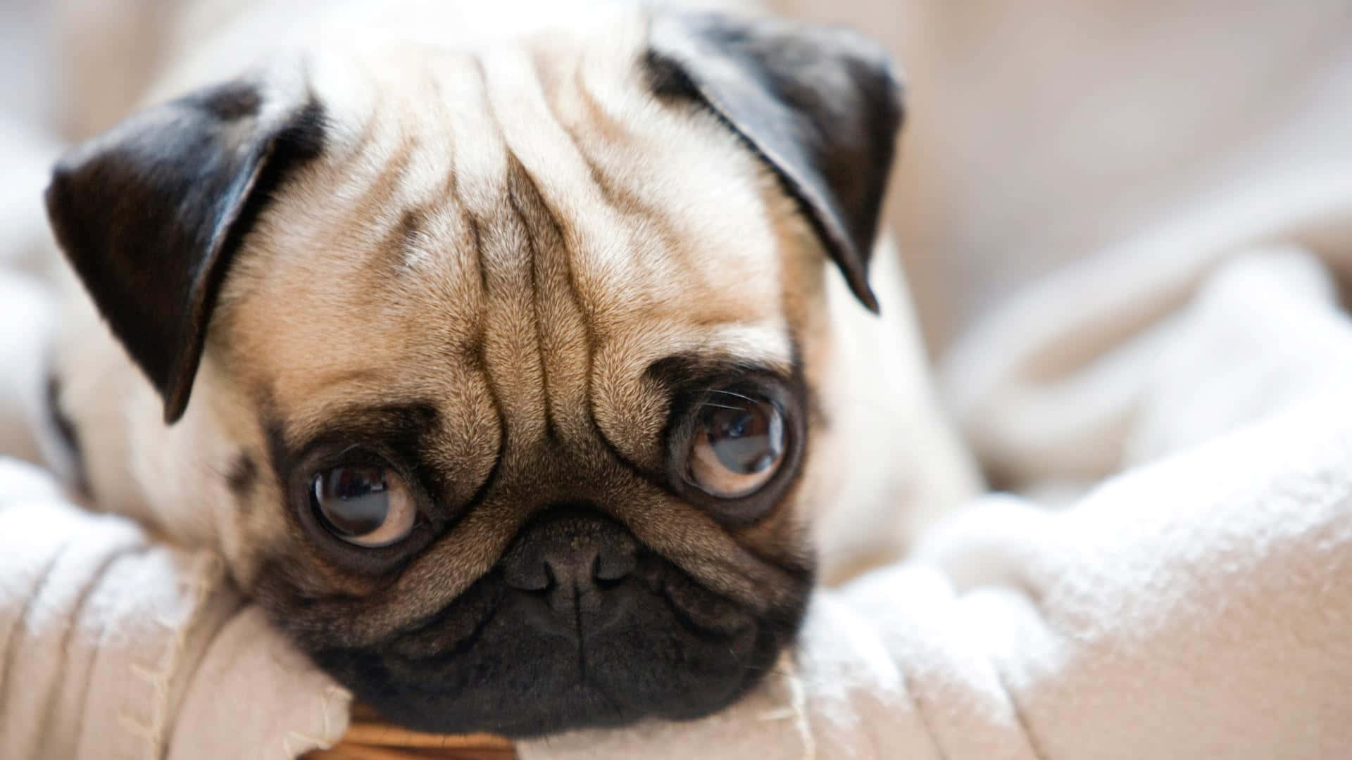 Cute Pug Pitiful Eyes Picture