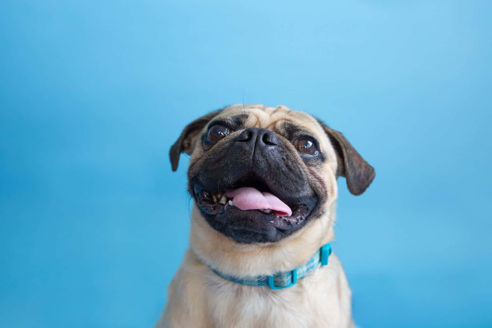Cute Pug On A Blue Picture