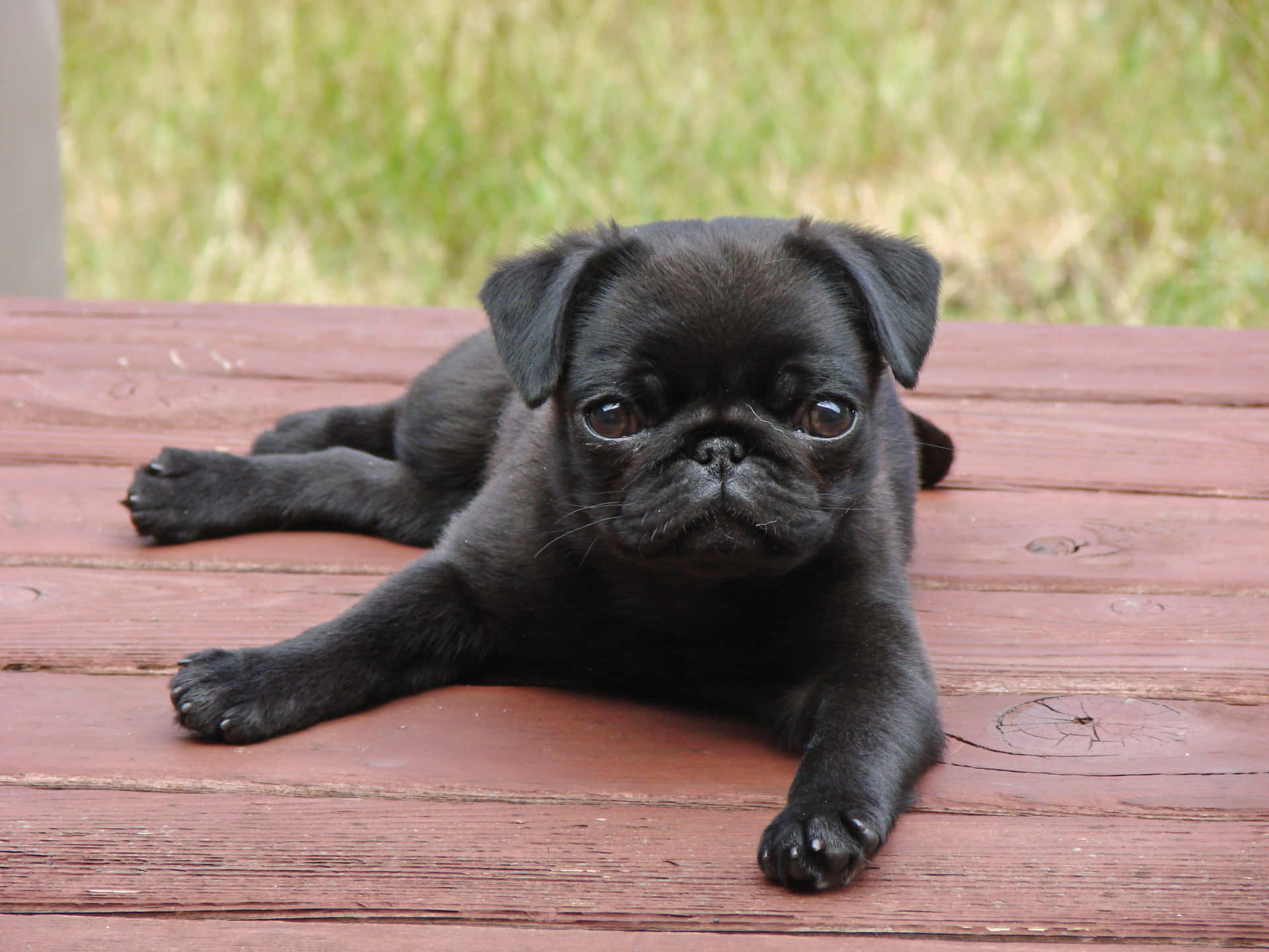 Cute Baby Black Pug Picture