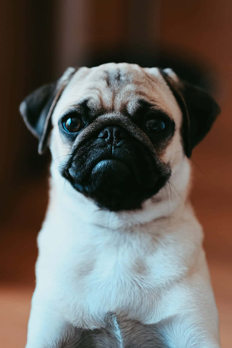Cute Pug Portrait Photograph Wallpaper