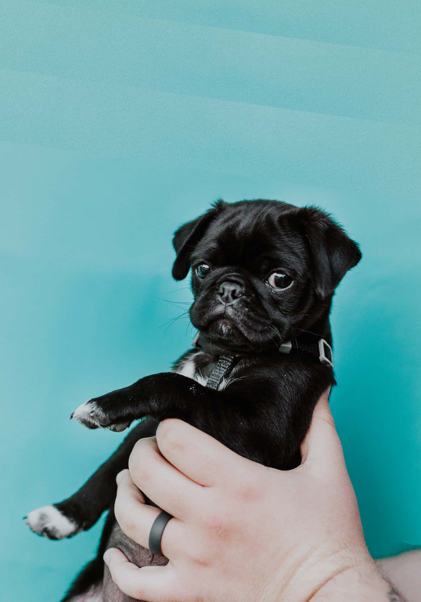 Caption: Captivating Cuteness: Adorable Black Pug Puppy Wallpaper