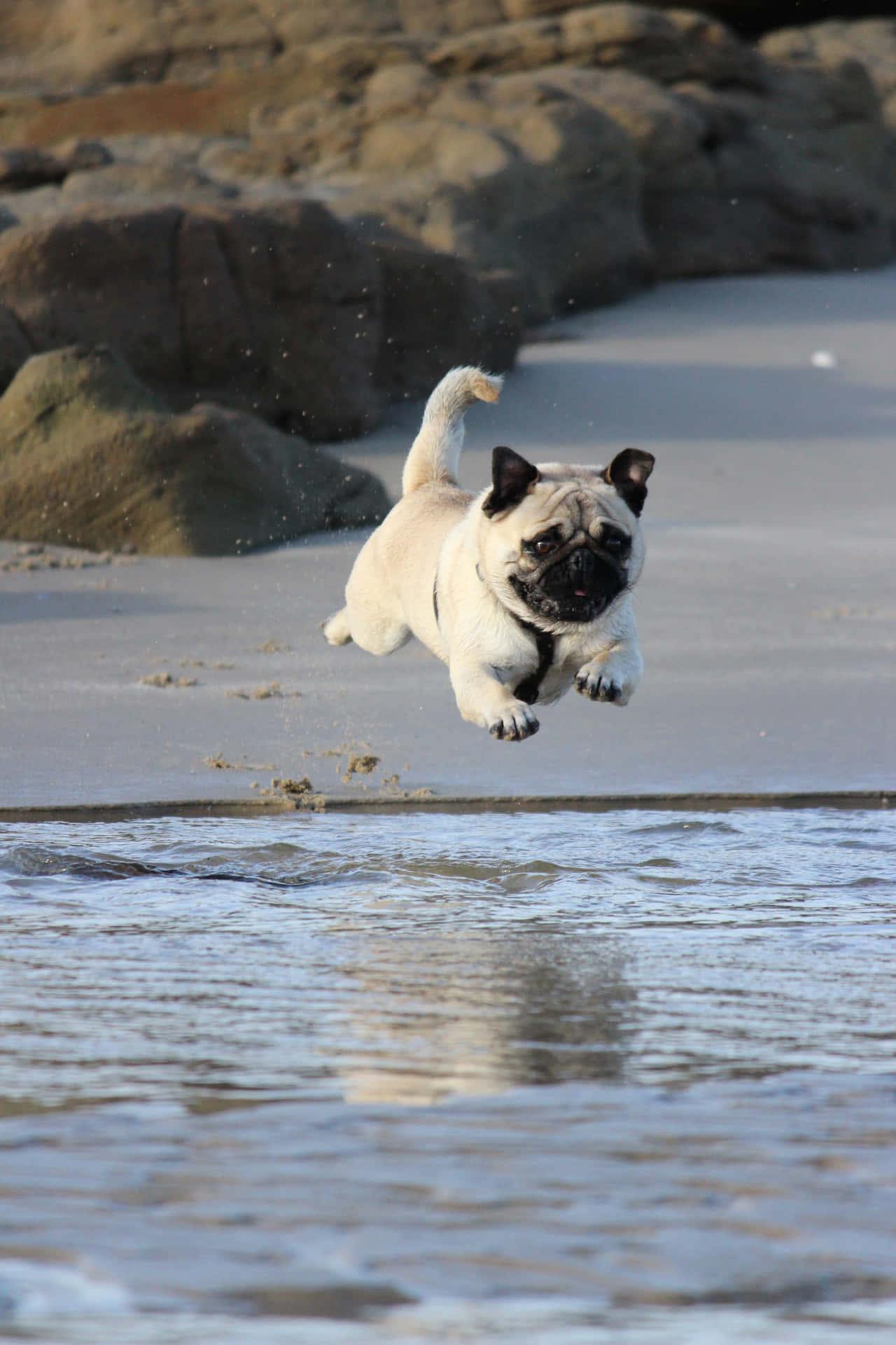 Cute Pug Running On The Beach Wallpaper